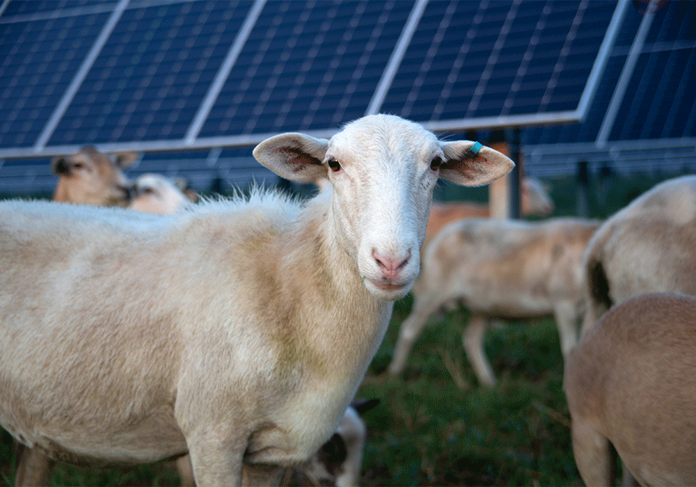 Sheep Help to Manage Vegetation at MGE's Tyto Solar